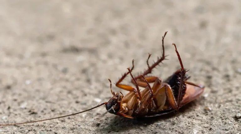 Tick and Cockroach Control